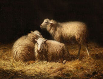 SHEEP IN HAY PRINT WOODEN TRINKET / JEWELLERY BOX, 16 x 11 x 5cm.