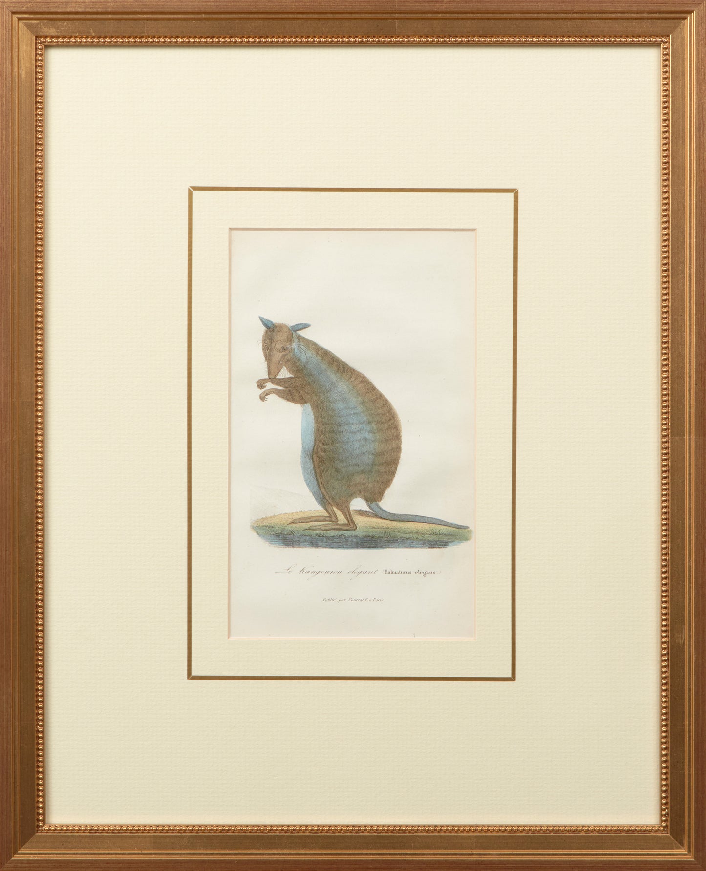 ORIGINAL HAND-COLOURED ENGRAVING ‘LE KANGOUROU ELEGANT’ IMAGE 11 x 19cm, CUSTOM MADE FRAME33 x 41cm.