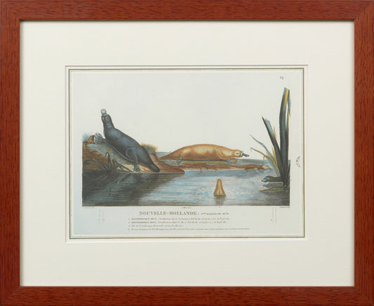 FRAMED REPRODUCTION PRINT, PLATYPUS