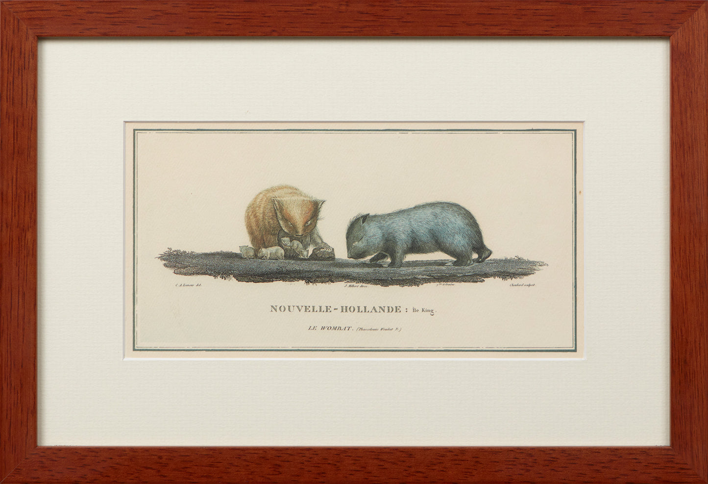 FRAMED REPRODUCTION PRINT, WOMBAT